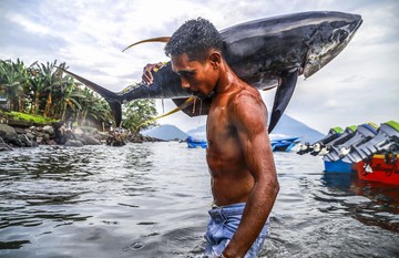 Penampakan Ikan Tuna Kualitas Ekspor Tangkapan Nelayan di Ternate