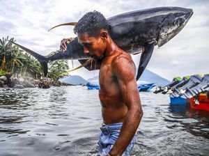 Trump Patok Tarif Impor Tinggi, RI Kirim Tuna ke China