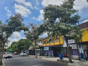 Wonosari Rasa Jepang saat Bunga Tabebuya Bermekaran