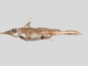 Penemuan Spesies Baru Hiu Hantu yang Hidup di Laut Dalam, Diberi Nama Ini Penemuan Spesies Baru Hiu Hantu yang Hidup di Laut Dalam, Diberi Nama Ini