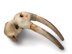 Tes DNA Ungkap Orang Norse Sudah Tiba di Amerika Sebelum Colombus, Untuk Apa?