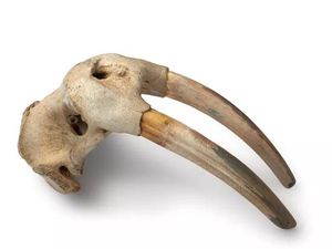 Tes DNA Ungkap Orang Norse Sudah Tiba di Amerika Sebelum Colombus, Untuk Apa? Tes DNA Ungkap Orang Norse Sudah Tiba di Amerika Sebelum Colombus, Untuk Apa?