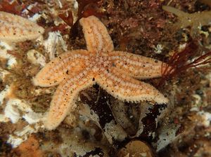 Kaki Bintang Laut Bisa Putus Sendiri dan Tumbuh Lagi, Kok Bisa?