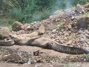 Nasib 5 Buaya Kabur di Cianjur yang Berhasil Dievakuasi Nasib 5 Buaya Kabur di Cianjur yang Berhasil Dievakuasi