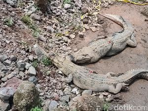 Kronik Jebolnya Kandang 80 Buaya yang Bikin Suasana Mencekam Kronik Jebolnya Kandang 80 Buaya yang Bikin Suasana Mencekam