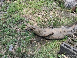 Cerita Ngeri Buaya-buaya Kabur dari Penangkaran di Cianjur, Ini 6 Faktanya Cerita Ngeri Buaya-buaya Kabur dari Penangkaran di Cianjur, Ini 6 Faktanya