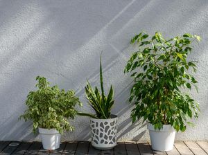 Cara Merawat Tanaman Indoor dan Outdoor saat Musim Hujan Cara Merawat Tanaman Indoor dan Outdoor saat Musim Hujan