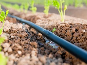 Sistem Irigasi Tetes: Pengertian, Cara Kerja, Keunggulan, dan Kelemahannya