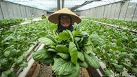 Intip Panen Sawi Hijau Hidroponik di Green House Rusun Marunda