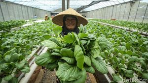 Intip Panen Sawi Hijau Hidroponik di Green House Rusun Marunda