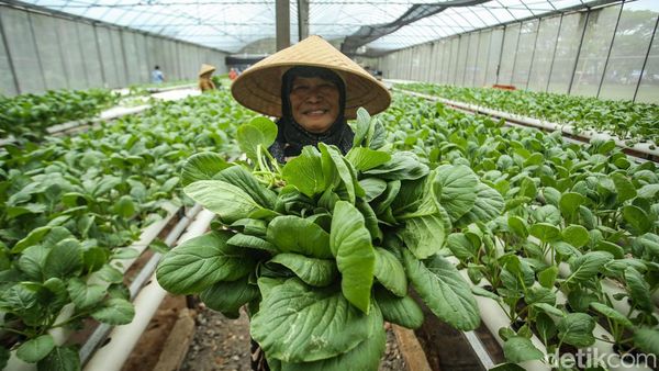 Intip Panen Sawi Hijau Hidroponik di Green House Rusun Marunda