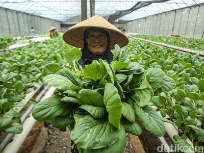 Intip Panen Sawi Hijau Hidroponik di Green House Rusun Marunda