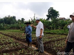 Keluh Kesah Petani di Cimahi, Kesulitan Pupuk Subsidi-Pasokan Air
