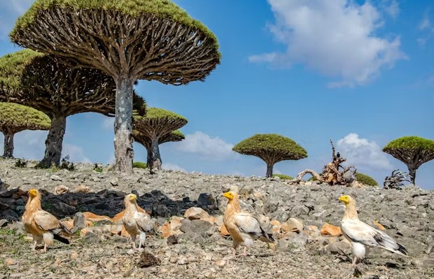Socotra/Foto: Dok. The Conversation destinasi wisata dunia yang belum banyak orang tahu