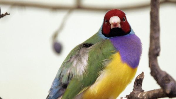 6 Potret Burung Paling Memukau yang Ada di Dunia