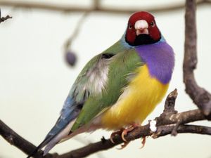 6 Potret Burung Paling Memukau yang Ada di Dunia