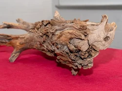 Batang Kayu Berusia 3.775 Tahun Ungkap Rahasia Cara Melawan Perubahan Iklim