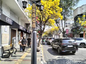 Tabebuya Merekah Makin Menambah Keindahan Jalan Braga