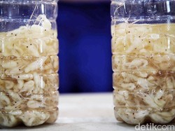 KKP Gagalkan Penyelundupan 52 Ribu Benur Rp 7,8 M