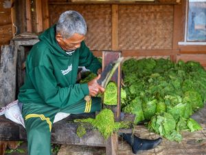 Stok Berlimpah, Harga Tembakau Anjlok!