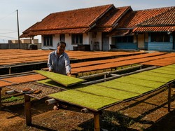 Aturan Tembakau Mau Diperketat, Pedagang Minta Hal Ini