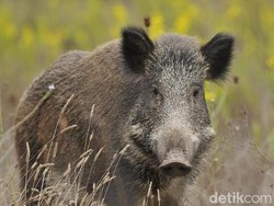 Pria Ini Rasakan Efek Jangka Panjang gegara Daging Babi Hutan