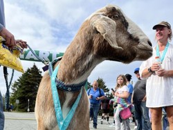 Kocak! Kambing Lepas dari Kandang Lalu Ikut Maraton dan Dapat Medali