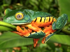 7 Fakta Katak Splendid, Si Cantik Bertubuh Unik 7 Fakta Katak Splendid, Si Cantik Bertubuh Unik