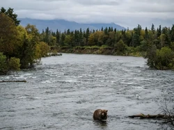 Pekan Beruang Gendut Dimulai, Satu Kontestan Mati di Sungai