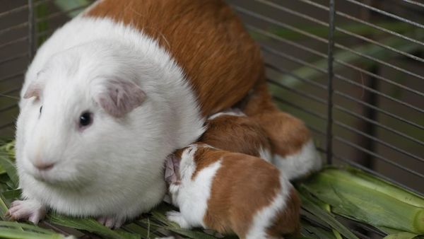 Merayakan Dua Dekade Cuy yang Jadi Simbol Kuliner Peru