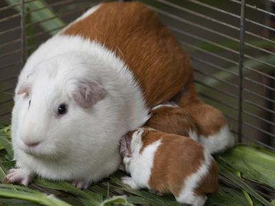 Merayakan Dua Dekade Cuy yang Jadi Simbol Kuliner Peru