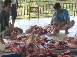 Jelang Galungan, Harga Daging Babi di Klungkung Stabil dan Bebas Penyakit