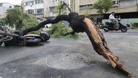 Pohon-pohon Tumbang Diterjang Topan Krathon di Taiwan