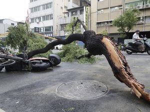 Pohon-pohon Tumbang Diterjang Topan Krathon di Taiwan