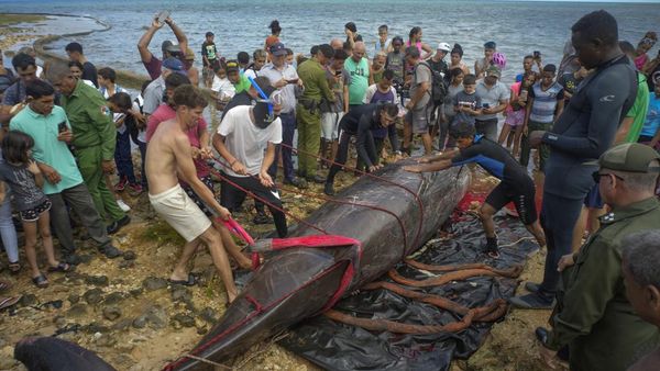 Seekor Paus Mati Terdampar di Kuba