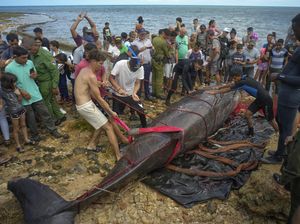 Seekor Paus Mati Terdampar di Kuba Seekor Paus Mati Terdampar di Kuba