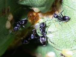 Mengenal Tapinoma Magnum, Semut Super Invasif yang Mengancam Manusia