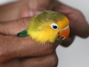 Wow! Lovebird Ini Diekspor Sampai Seharga Rp 25 Juta! Wow! Lovebird Ini Diekspor Sampai Seharga Rp 25 Juta!