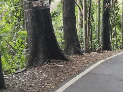 Monyet Muda Mati Terlindas di Kawasan Cagar Alam Sukawayana