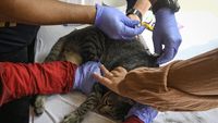 Jemput Bola Vaksin Rabies untuk Hewan Peliharaan Warga Tangerang