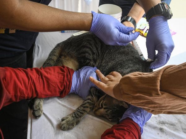 Jemput Bola Vaksin Rabies untuk Hewan Peliharaan Warga Tangerang