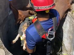 Kucing Telon Nyemplung Sumur di Klaten Dievakuasi Damkar, Begini Kondisinya