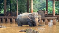 Kasihan, Gajah-gajah Terjebak Banjir di Thailand