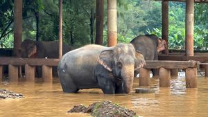 Kasihan, Gajah-gajah Terjebak Banjir di Thailand