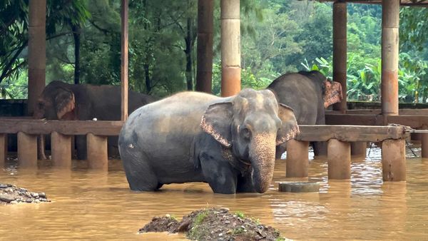 Kasihan, Gajah-gajah Terjebak Banjir di Thailand