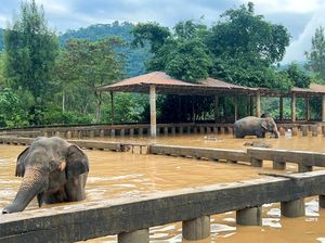 2 Gajah Chiang Mai Mati Saat Banjir, Taman Nasional Dihujat 2 Gajah Chiang Mai Mati Saat Banjir, Taman Nasional Dihujat