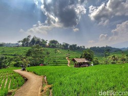 Bukan Ubud, Sawah Hijau nan Viral Ini Ada di Bandung