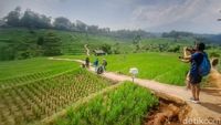 Potret Wisata Persawahan Arjasari yang Cantiknya Mirip Ubud Bali