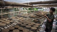 Melihat Pembuatan Media Tanam dari Kotoran Sapi