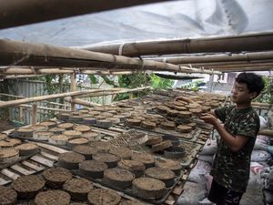 Melihat Pembuatan Media Tanam dari Kotoran Sapi Melihat Pembuatan Media Tanam dari Kotoran Sapi